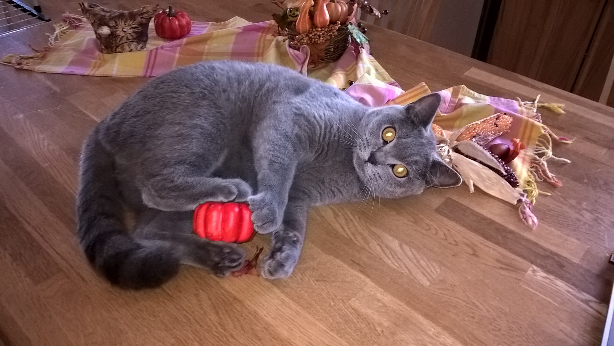 Můj pokud o podzimní výzdobu Micoše upřímně pobavil!